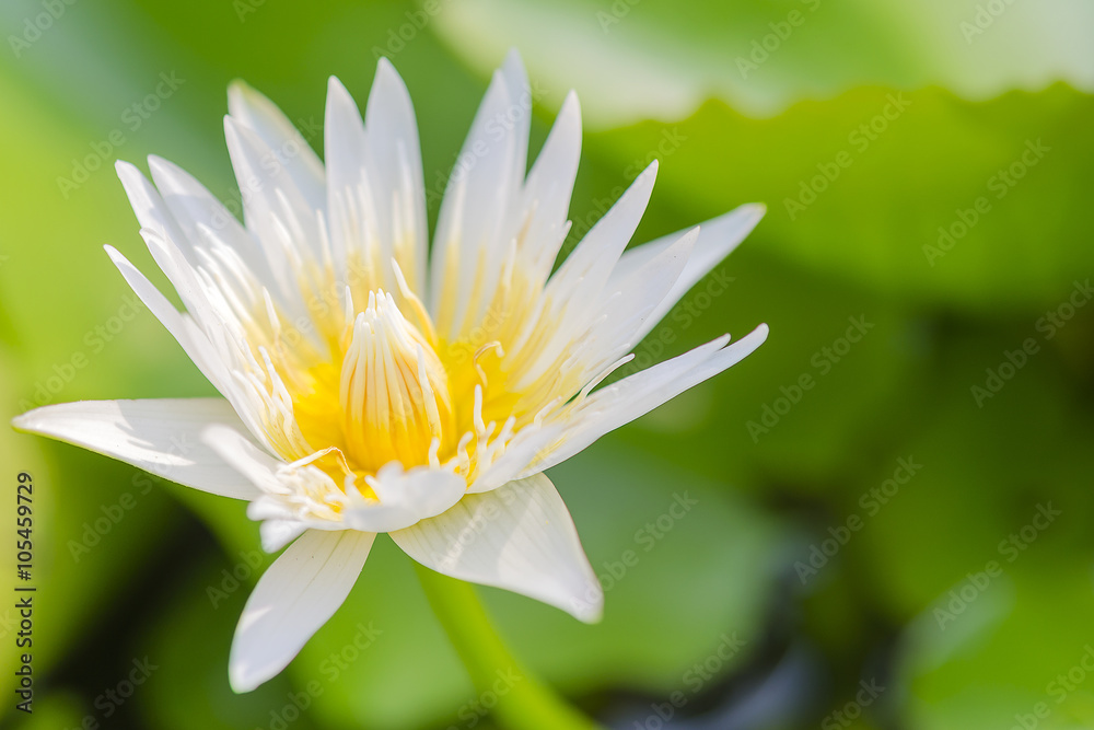 Soft focus of white lotus Soft focus of white lotus