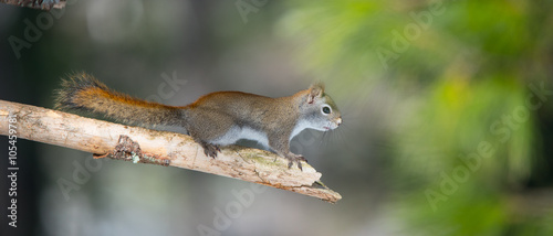 Fiery orange Springtime Red squirrel, full length on a branch. Quick little woodland creature pauses only for a second, running around in trees in a Northern Ontario woods.