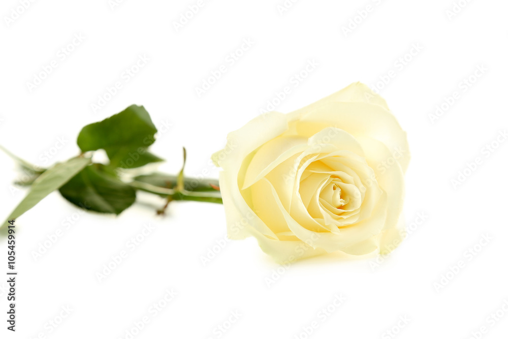White rose isolated on a white