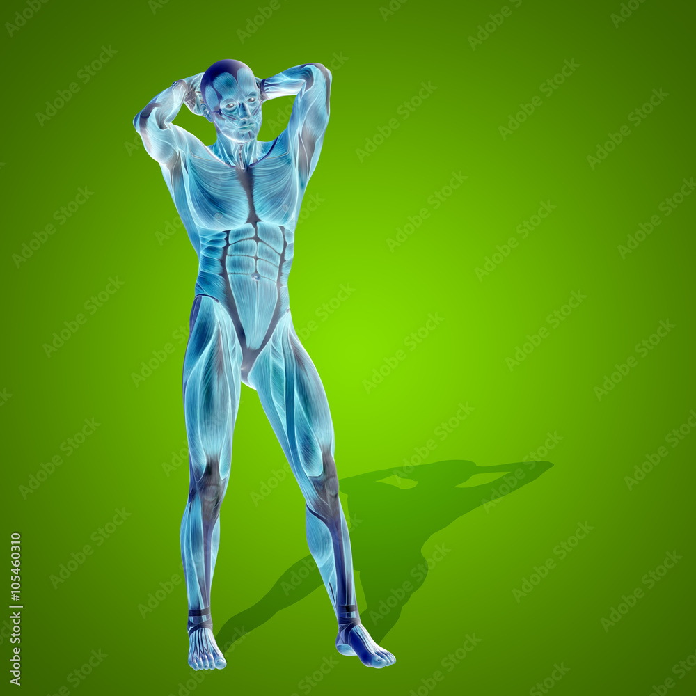 Obraz premium Conceptual 3D human man health anatomy on green