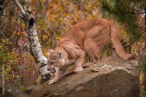 Obraz na płótnie Adult Male Cougar (Puma concolor) Crouches on Rock w salonie