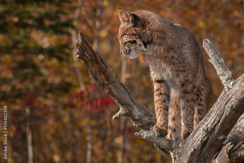 Fototapeta premium Bobcat (Lynx rufus) Looks Left and Down