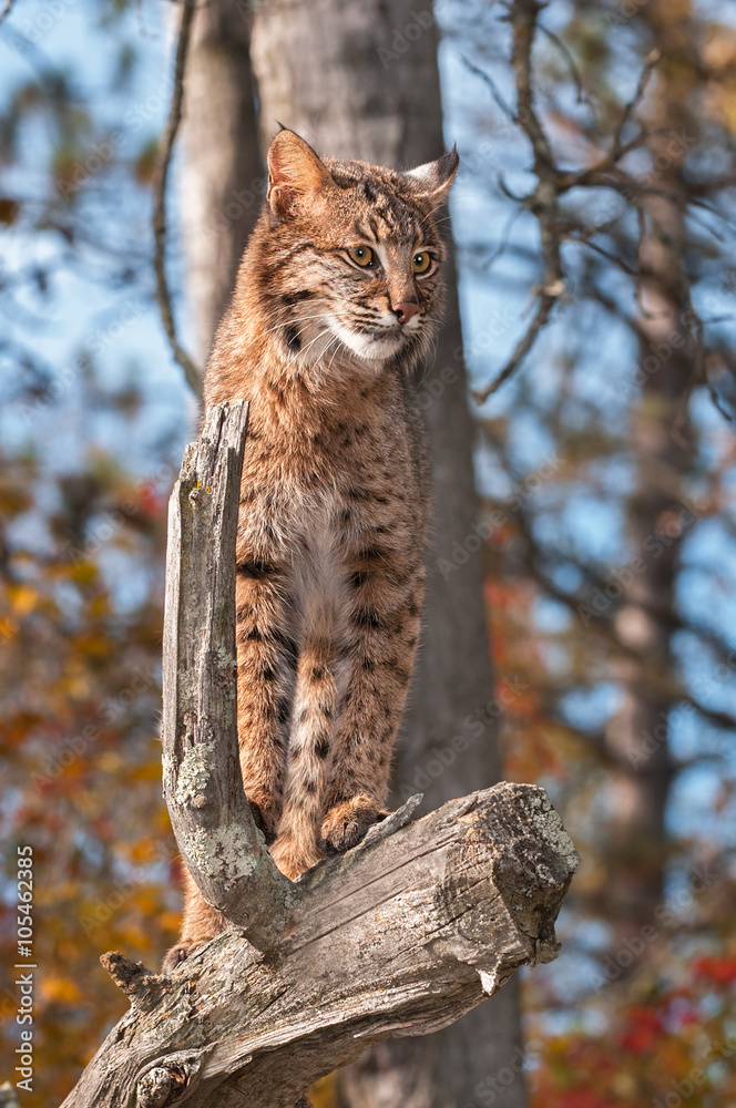 Bobcat (Lynx rufus) Looks Right from Above Bobcat (Lynx rufus) Looks Right from Above