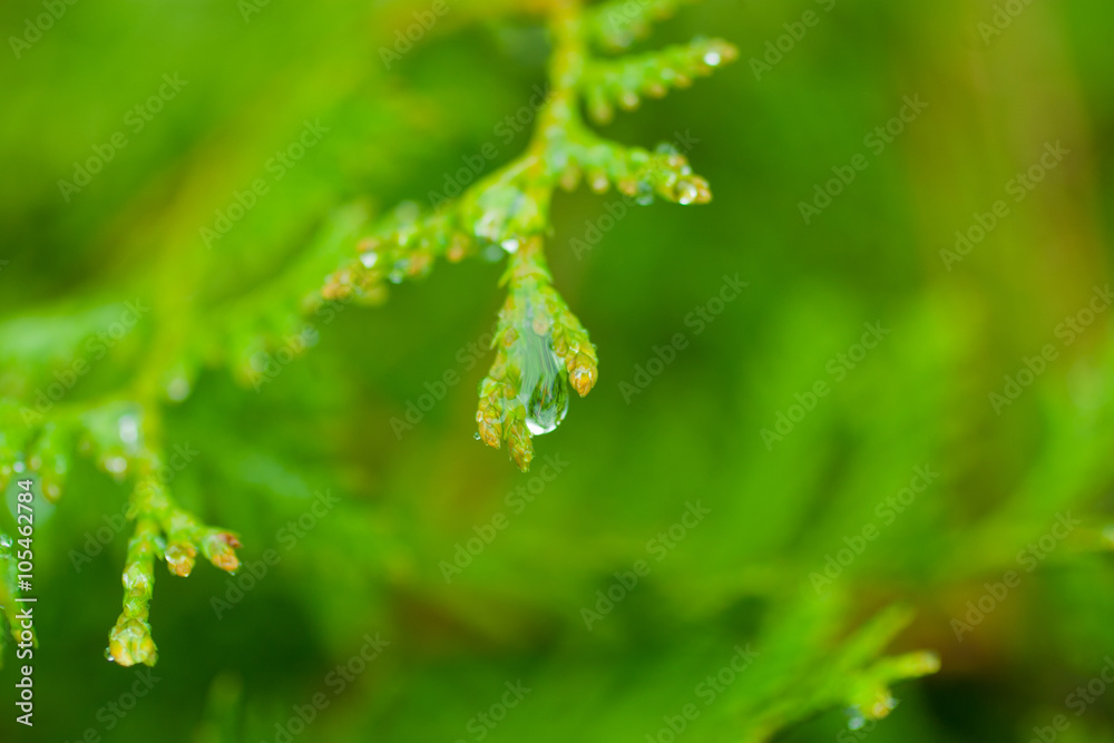 Macro of a raindrop on a white cedar twig against a bright green background (shallow DOF, selective focus on the drop)