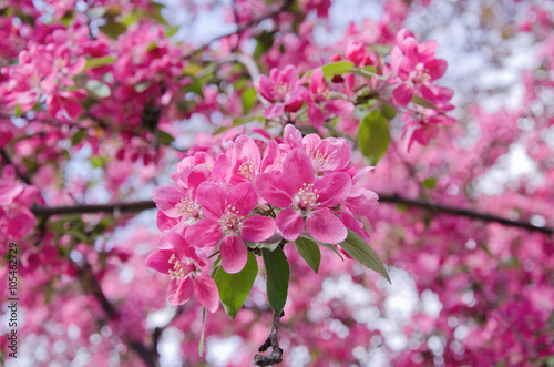 Sakura flowers as a bright pink floral background (shallow DOF)