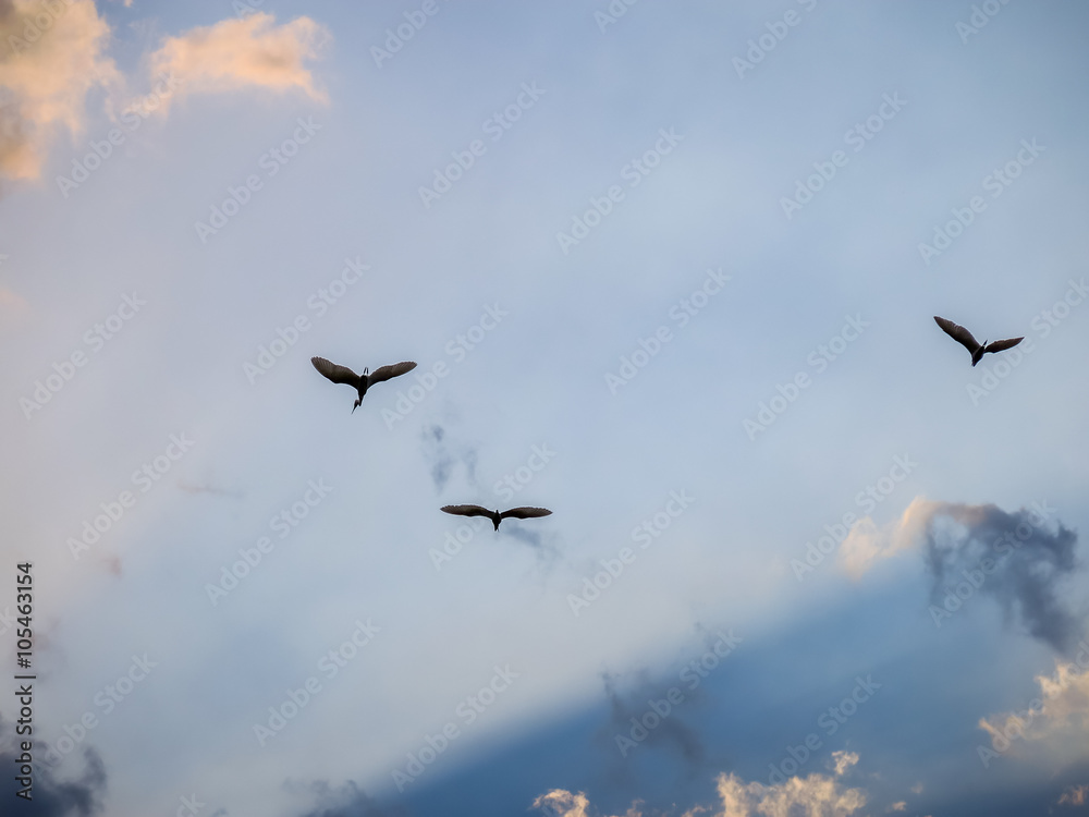 white heron flying to africa white heron flying to africa
