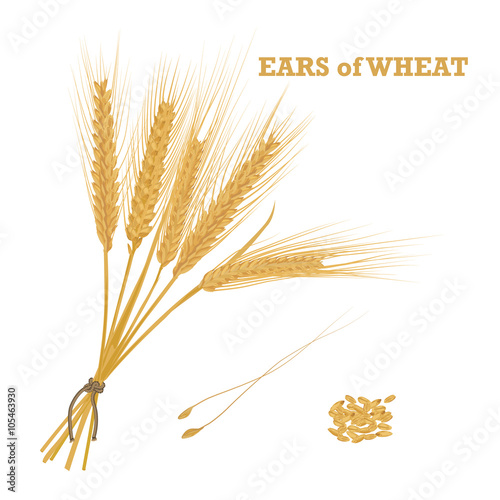 Ears of wheat tied with twine and a handful of grain