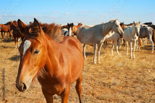 Horse portrait