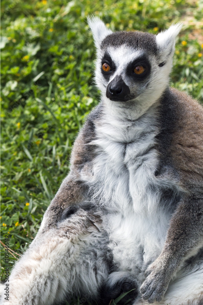 animal 2278 / Lemur de Madagascar sentado en la hierba animal 2278 / Lemur de Madagascar sentado en la hierba