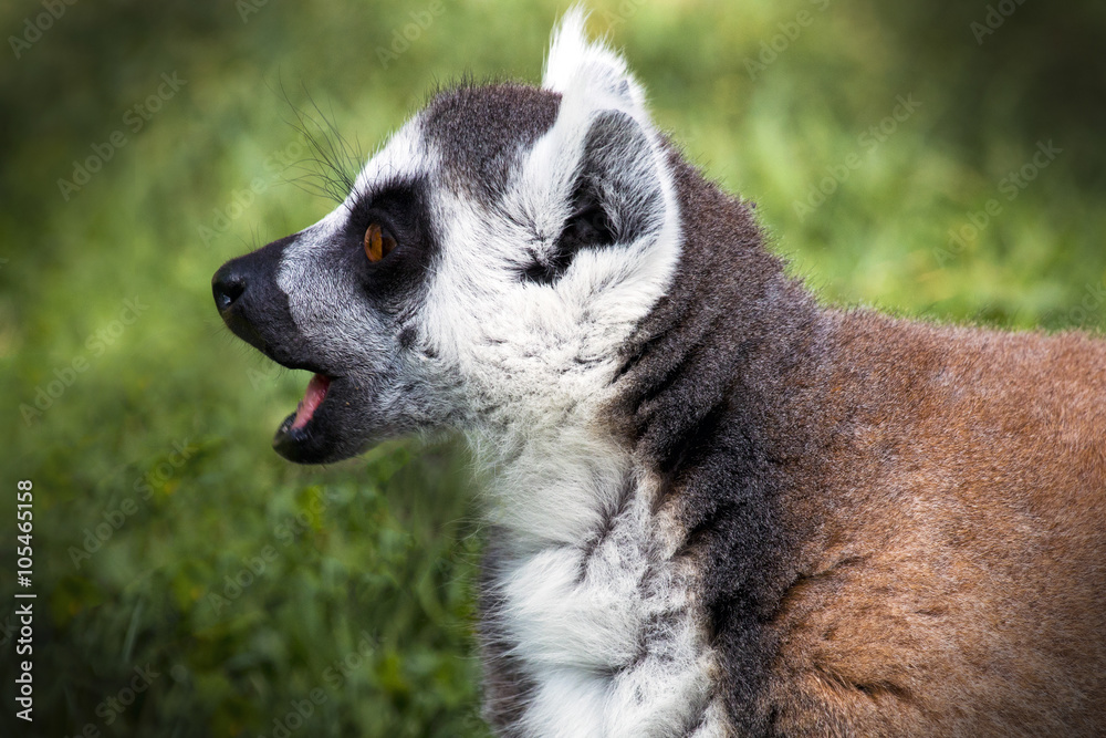 animal 2292 / Lemur de Madagascar sorprendido