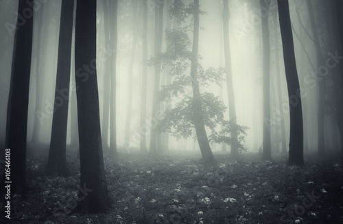 tree silhouette in foggy forest