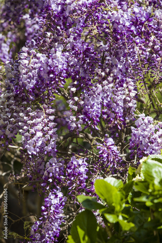 Wisteria blossoms