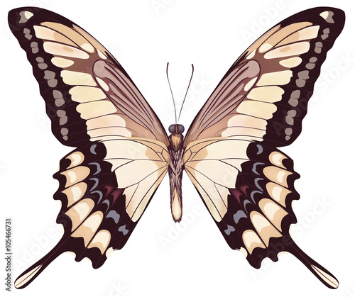 Isolated Light Butterfly VectorIllustration