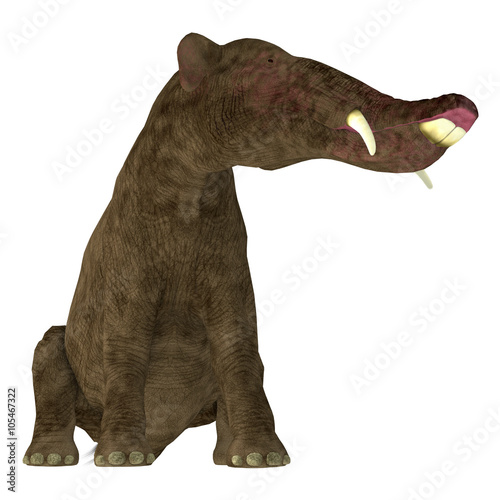 Platybelodon on White - Platybelodon was a herbivorous extinct mammal related to the elephant that lived in Miocene Era in Africa  Europe  Asia and North America.