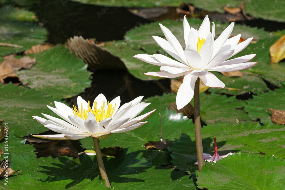 Seerose, Blumen der Insel Bali, Indonesien Seerose, Blumen der Insel Bali, Indonesien