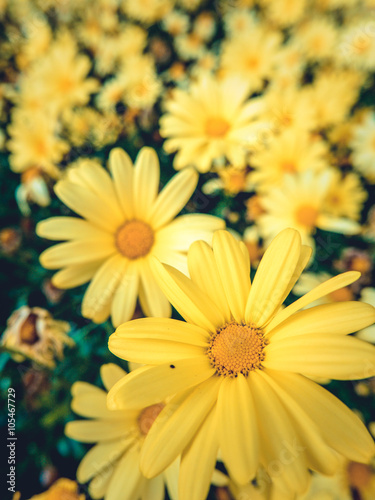 Yellow Daisy Flowers