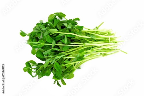 Bunch of pea shoots over a white background