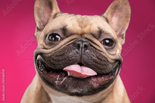 Fototapeta Naklejka Na Ścianę i Meble -  French bulldog isolated over pink background