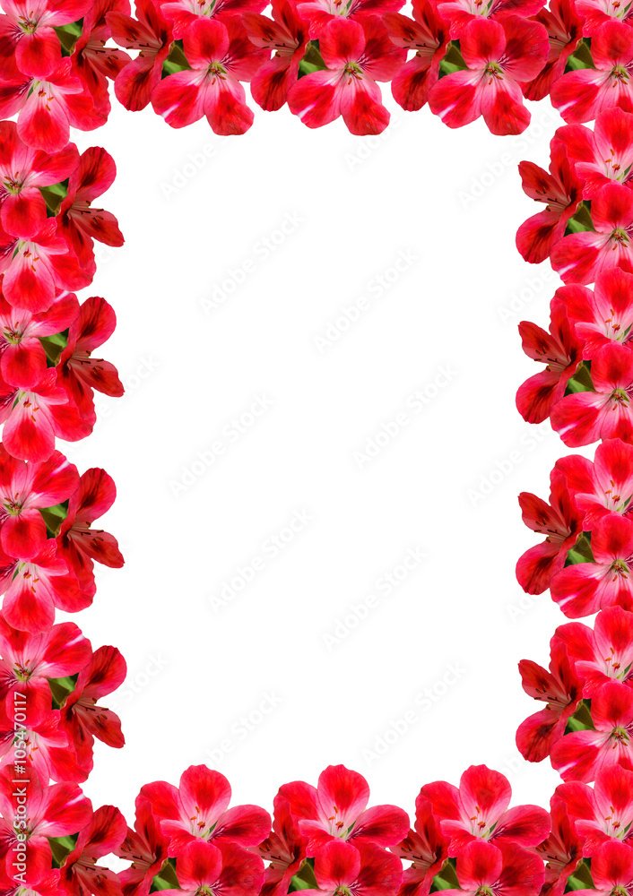 frame card of Geranium Pelargonium Flowers with copy space for text on white background