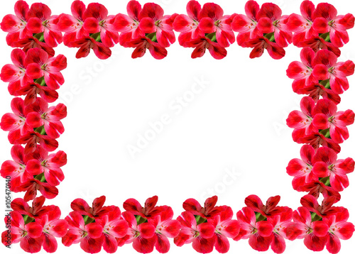 Fototapeta Naklejka Na Ścianę i Meble -  frame card of Geranium Pelargonium Flowers with copy space for text on white background