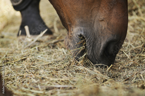 Horse eating hay close up