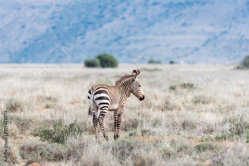 Young mountain zebra