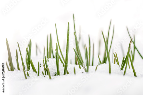 Spring grass in white snow