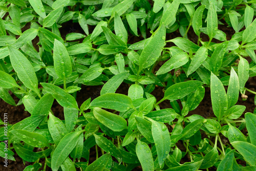 Young green pepper seedlings