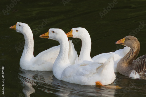 Белые гуси, плывущие по реке.