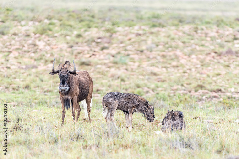 Wet black wildebeest cow and calves Wet black wildebeest cow and calves