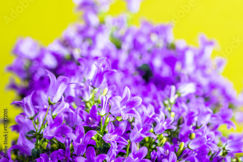 Spring flowers background with copy space.