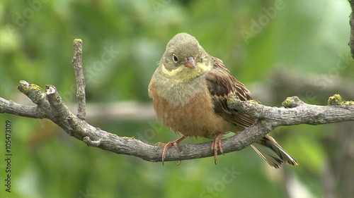 Small bird Ortolan bunting singing and displaying landed on a branch after migration photo