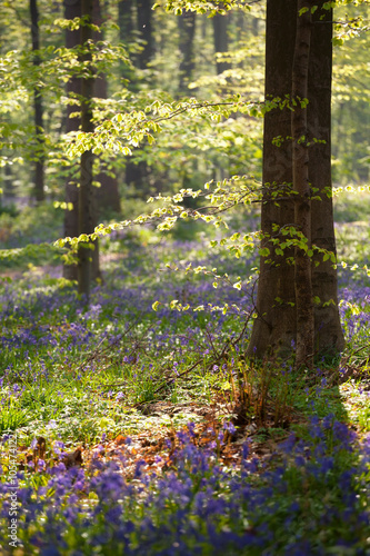 morning sunshine in spring flowering forest