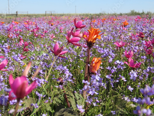 Shades of purple and pink wild flowers