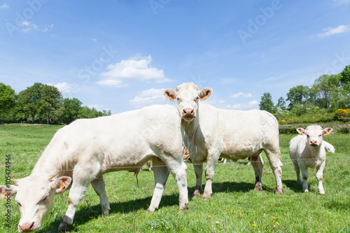 White Charolais beef cow with her calf in a lush green spring pasture with an inquisitive younger calf alongside, side view close up