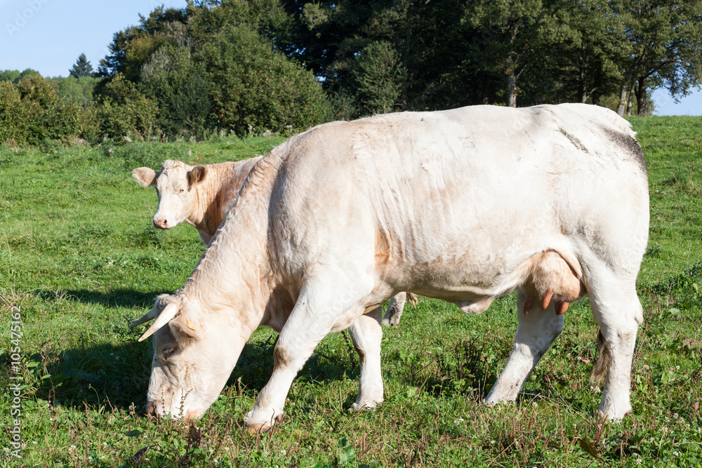 White Charolais beef cow grazing in a lush green pasture in evening light, close up side view White Charolais beef cow grazing in a lush green pasture in evening light, close up side view