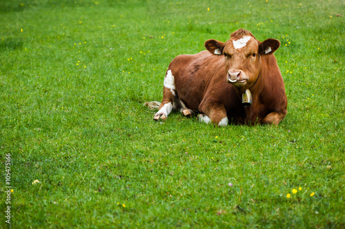 cow laying down on the grass
