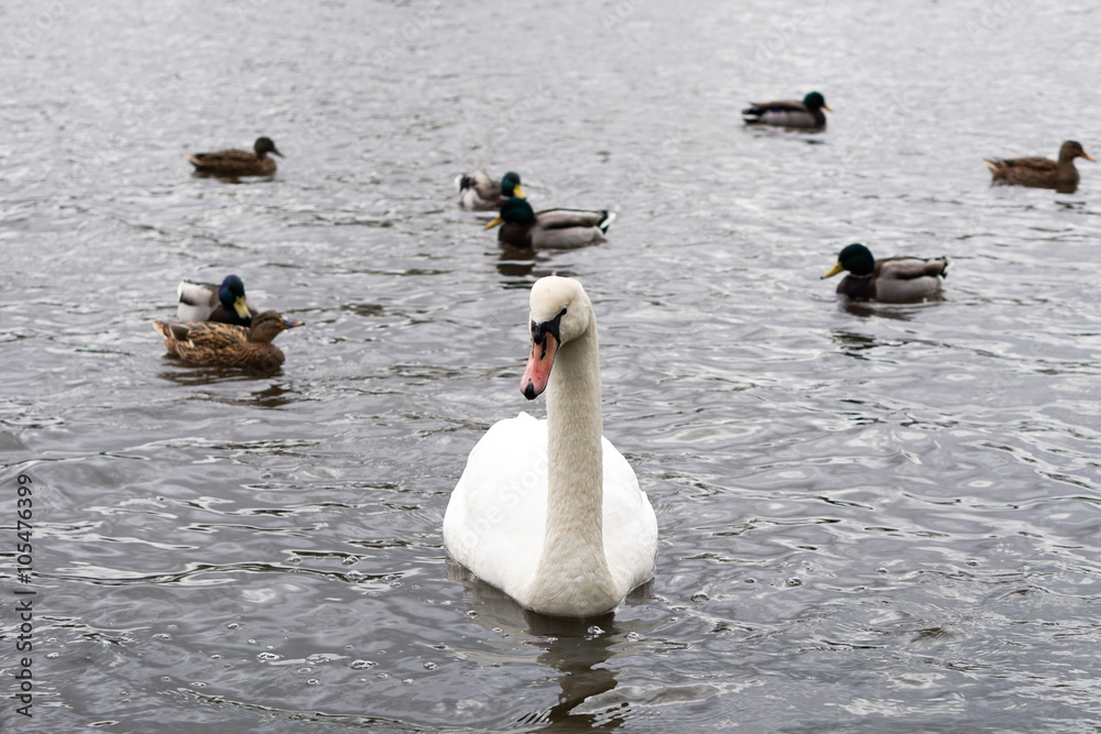 Fototapeta premium Schwan im Wasser