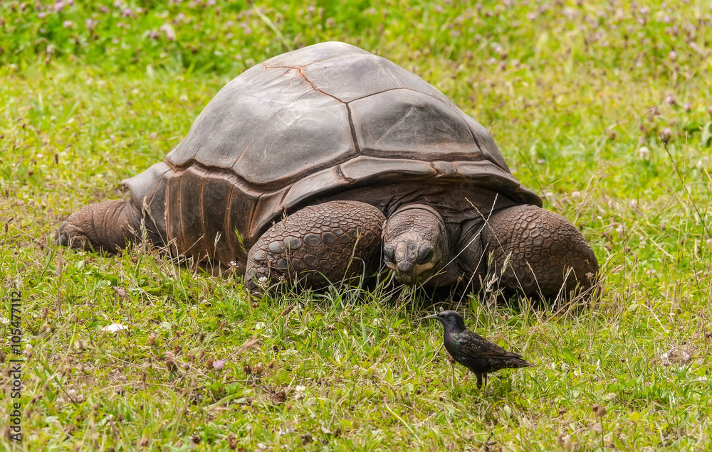 Fototapeta premium Galápagos-Riesenschildkröte
