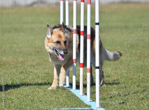 German Shepherd at a Dog Agility Trial photo