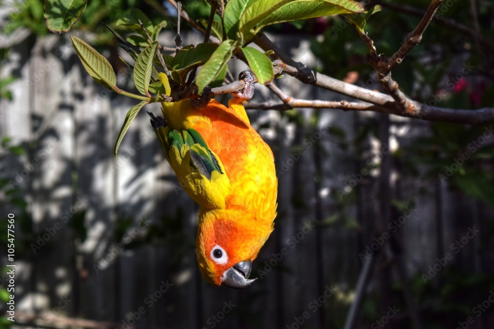 Naklejka premium Upside-down Sun conure
