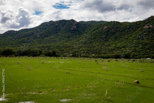 Rice field and cows in Vietnam