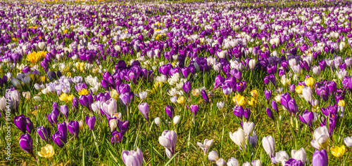 Krokus Wiese sonniger schöner Frühlings Hintergrund abstrakt 