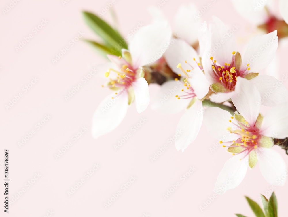 Almond tree blossom Almond tree blossom