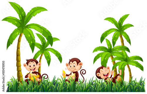 Three monkeys eating bananas