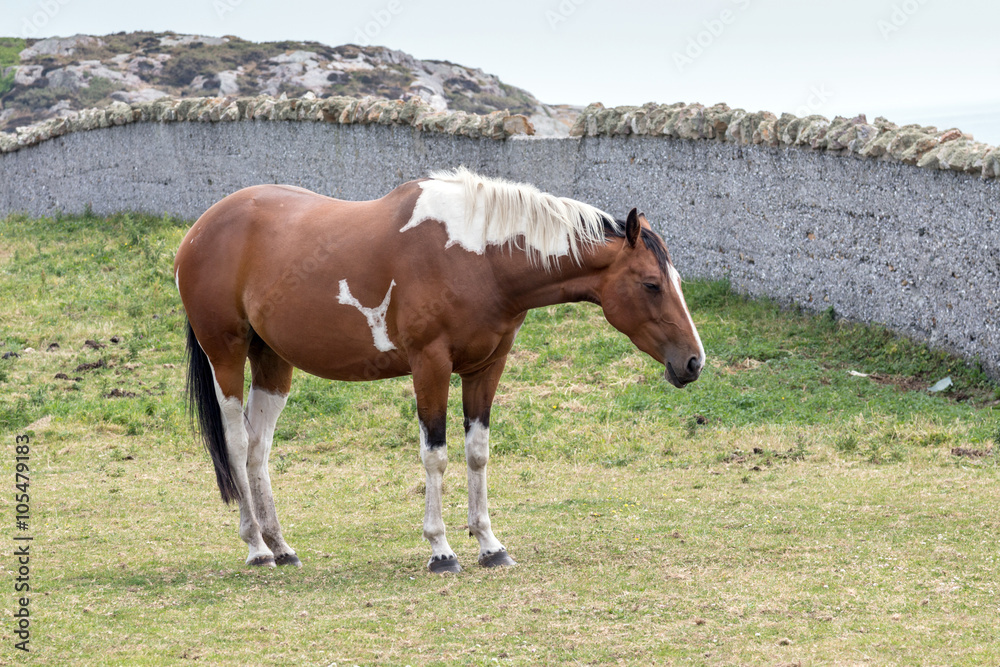 Horse Horse