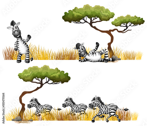 Zebras resting in the field