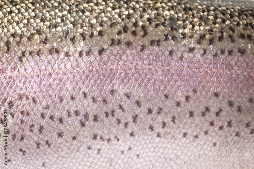 Rainbow trout skin detail Stock Photo Adobe Stock