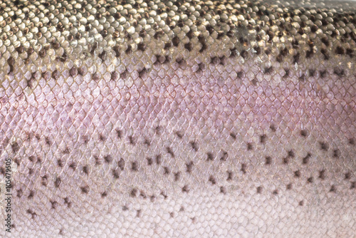 Rainbow trout skin detail