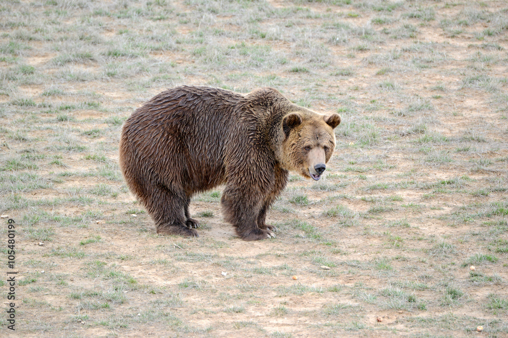 Grizzly Bear, while on the California state flag, has been extirpated from the state and lives only in select areas in the United States including limited areas in the rocky mountains and Alaska Grizzly Bear, while on the California state flag, has been extirpated from the state and lives only in select areas in the United States including limited areas in the rocky mountains and Alaska